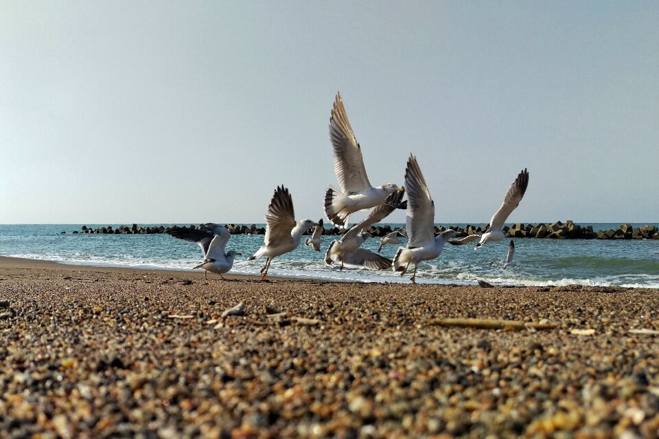 Seabird wild birds wild animal