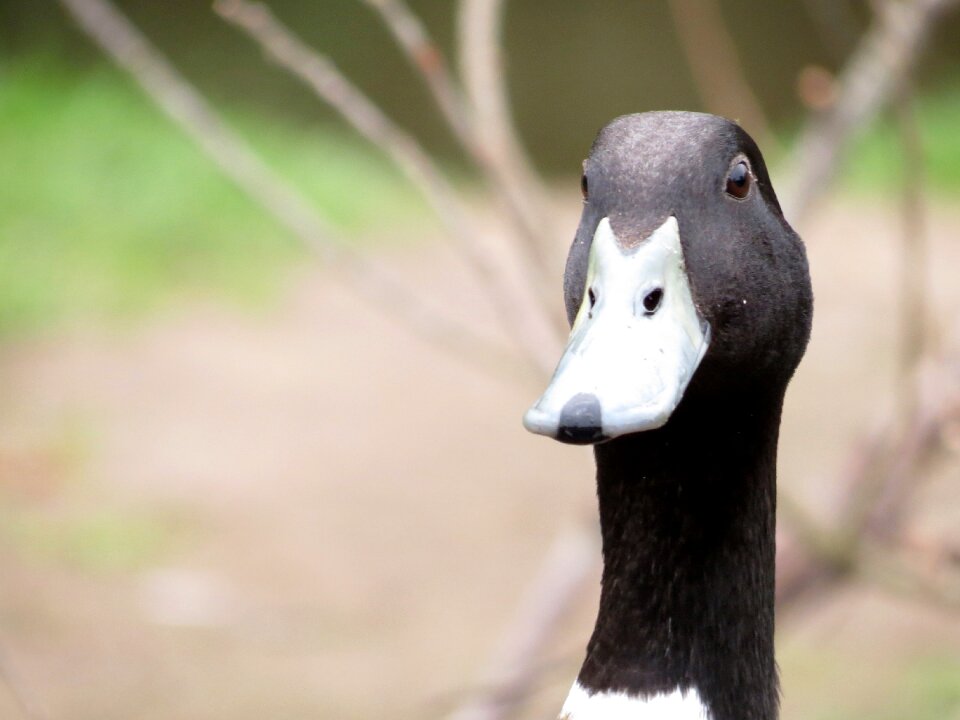 Bird feathers duck