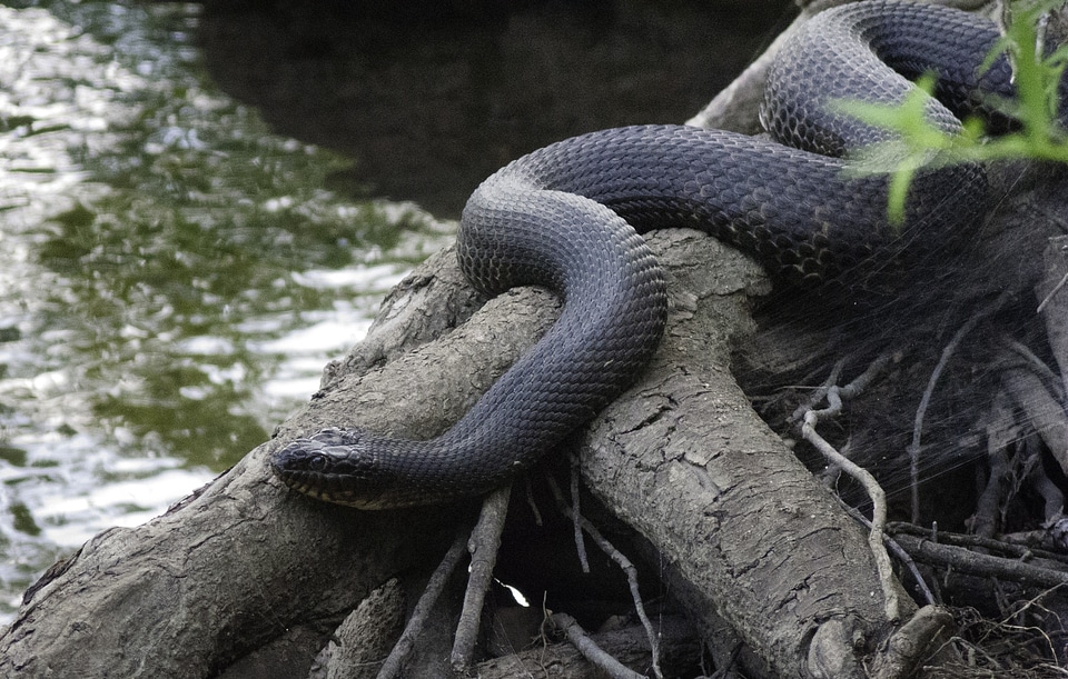 Reptile nerodia animal
