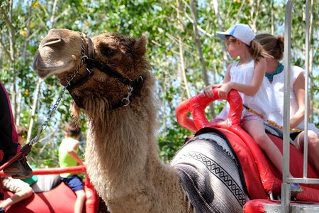 Animal travel