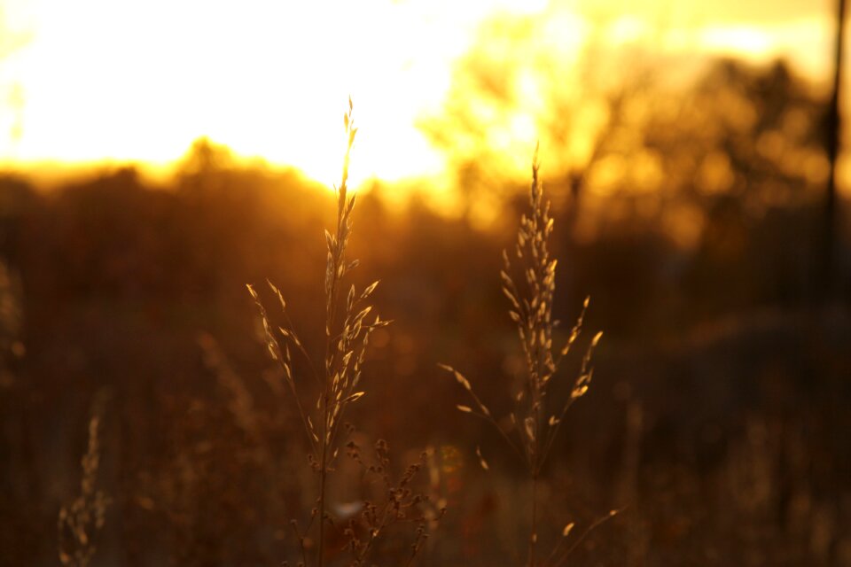 Sunlight yellow