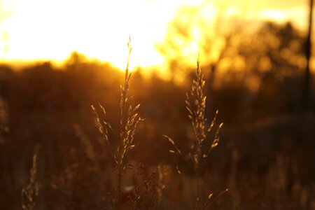 Sunlight yellow