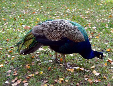 Bird ornamental birds plumage