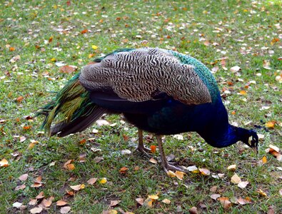 Bird ornamental birds plumage photo