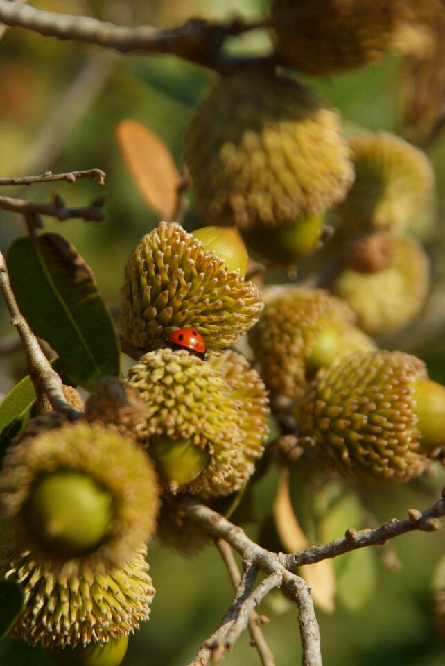 Mount thabor's oak ladybird
