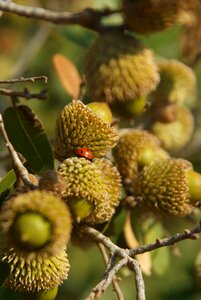 Mount thabor's oak ladybird