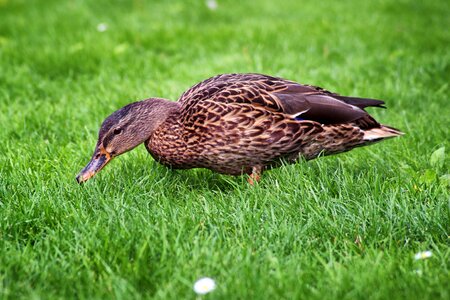 Water bird nature bird