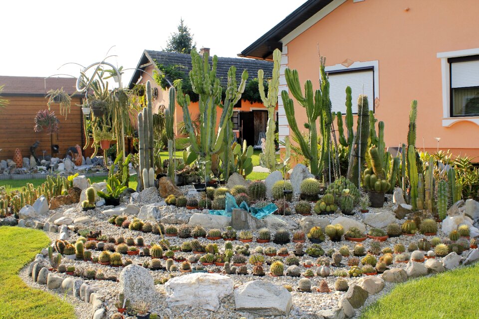 Cactus nature prickly