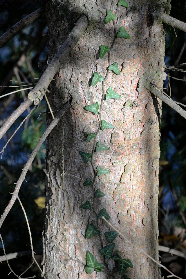 Climber plant log tree bark