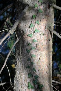 Climber plant log tree bark photo