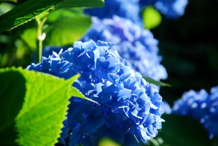 Morning blue petal photo