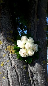 Bouquet of roses roses tree