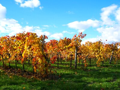 Autumn vineyard discolored leaves