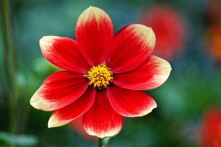 Late summer dahlia garden flower