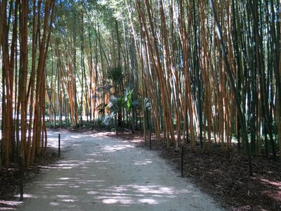 Redwoods giants laotian village
