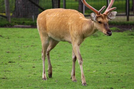 Zoo animals nature jungle