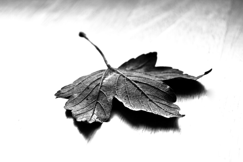 Dry fall blackandwhite