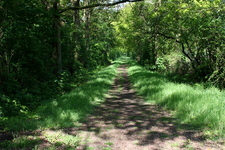 Green nature pathway photo