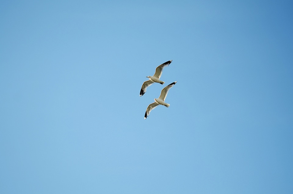 Water bird sea denmark