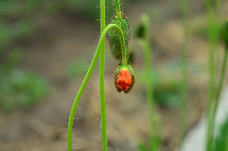 Nature flowers plant