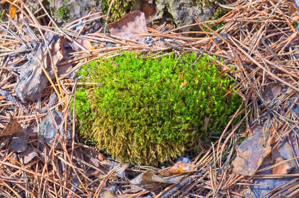 Needles green plants