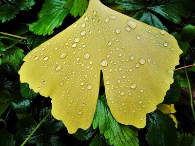 Fan shaped broad leaves foliage leaf