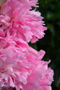 Garden pink flower closeup