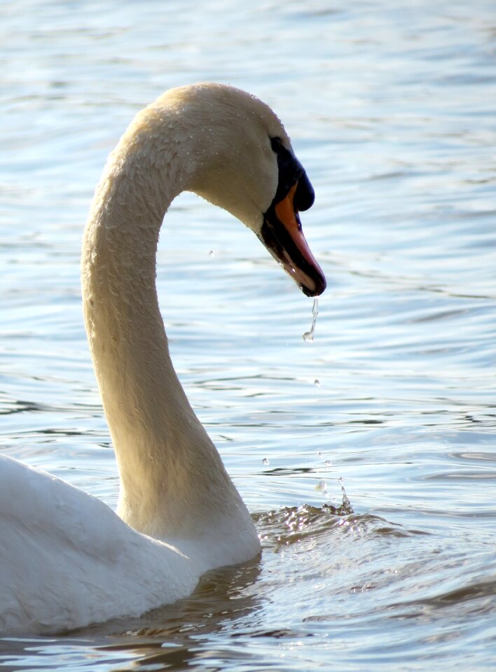 Feathers water estuary