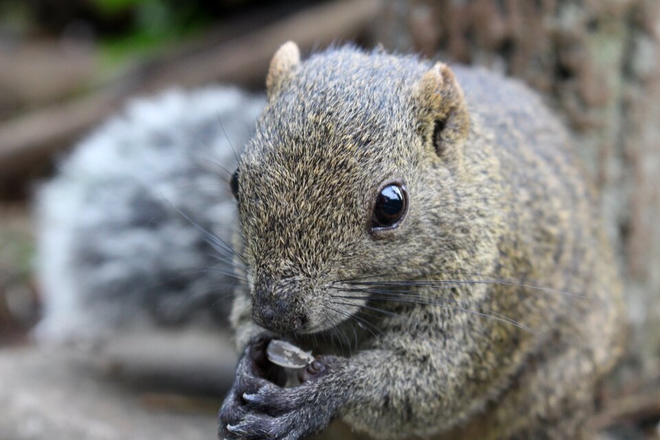 Forest animals natural and cute small animals