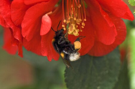 Close up insect nature photo