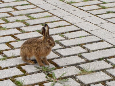 Hare parking food