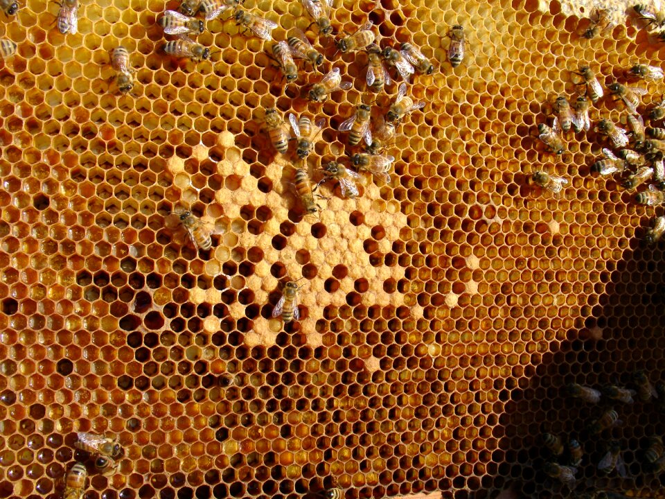 Bee honeycomb folks ' presents