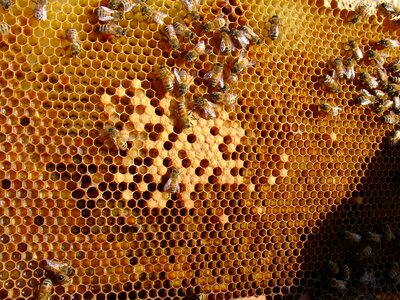 Bee honeycomb folks ' presents