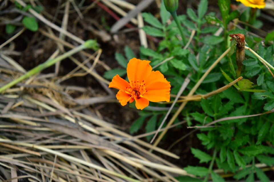 Nature macro plant