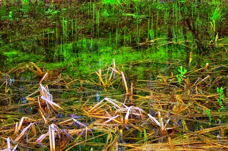 Swamp lake nature