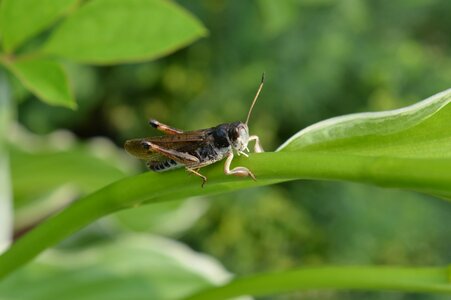 Summer insects nature