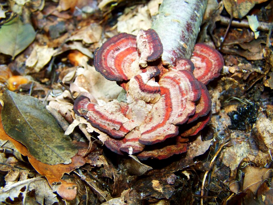 Tinder fungus nature forest