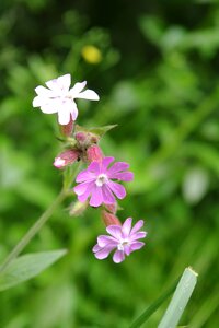 Wild flower plant pink flower photo