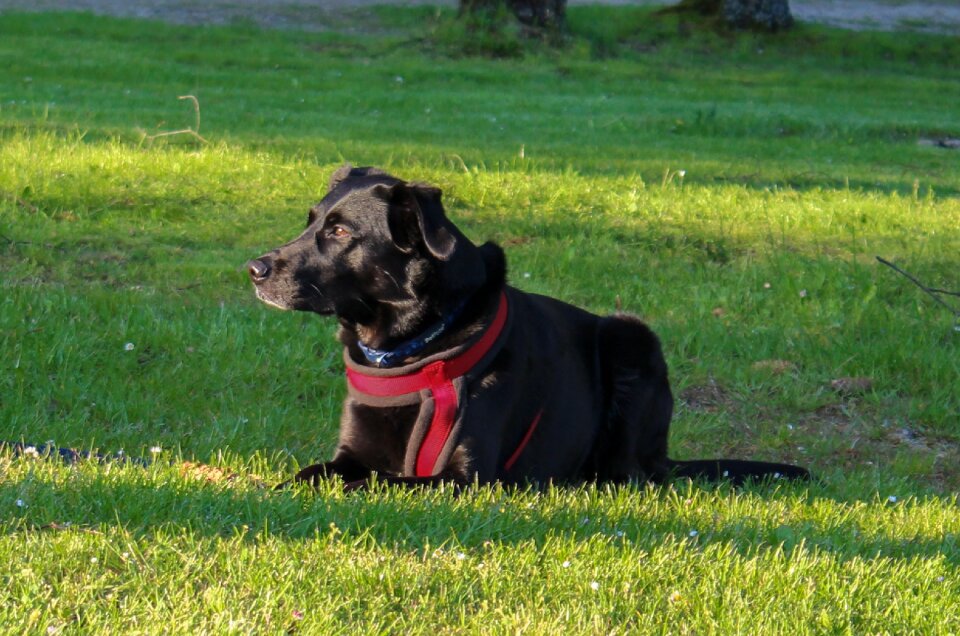 Animal labrador black coat