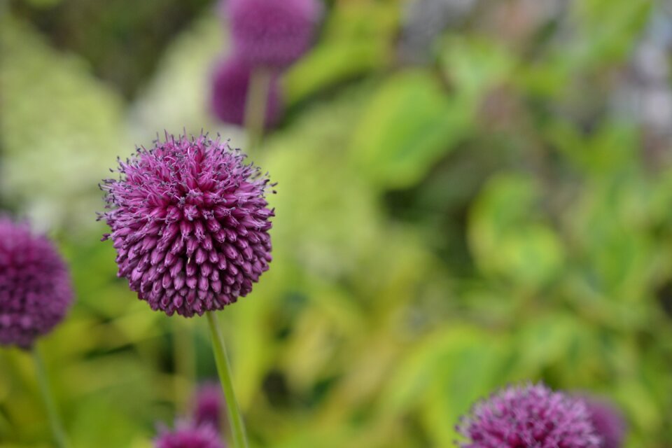 Garden pink blossom photo