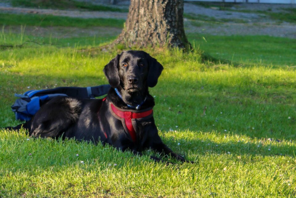Animal labrador black coat