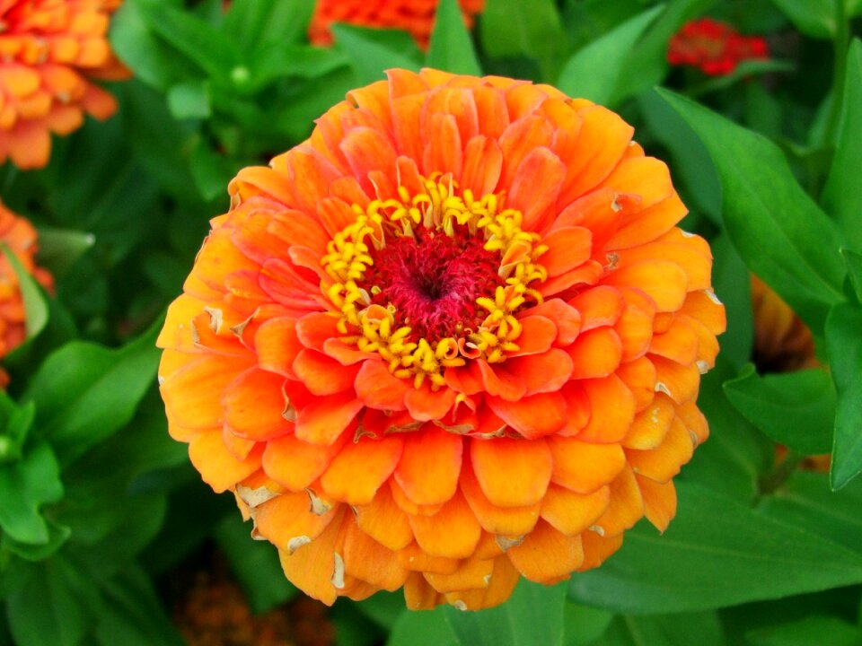 Kind of wood bloom bright