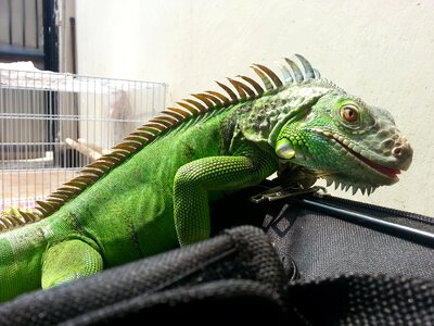 Monsters green iguana