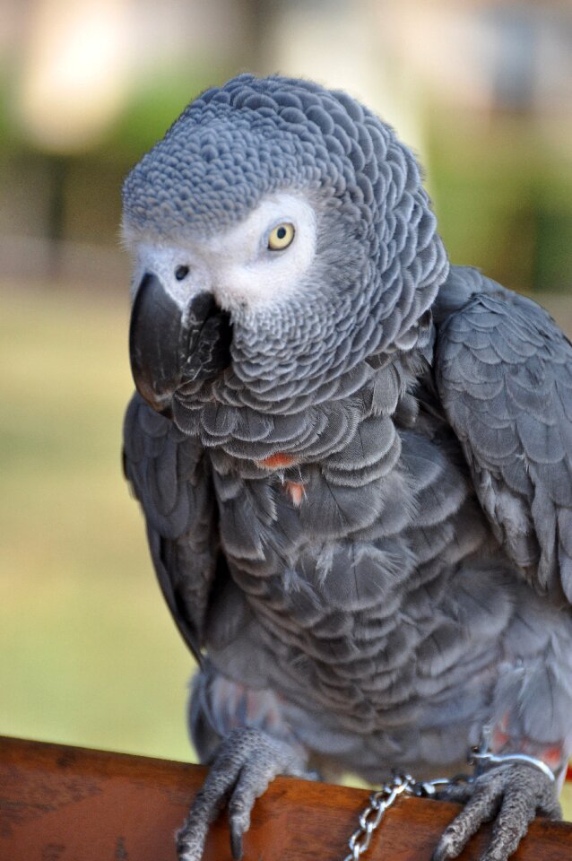 Bird animals nature