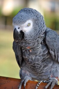 Bird animals nature