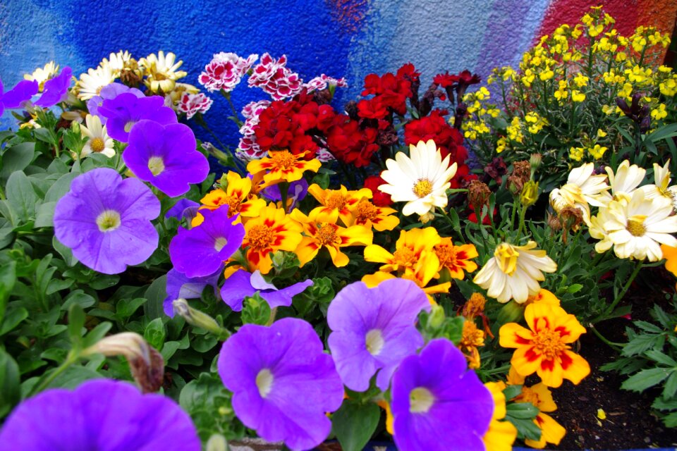 Colorful nature flower