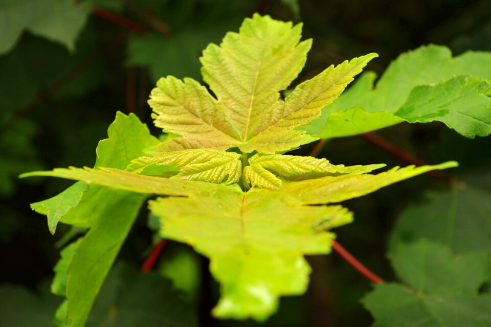 Plant nature leaves photo