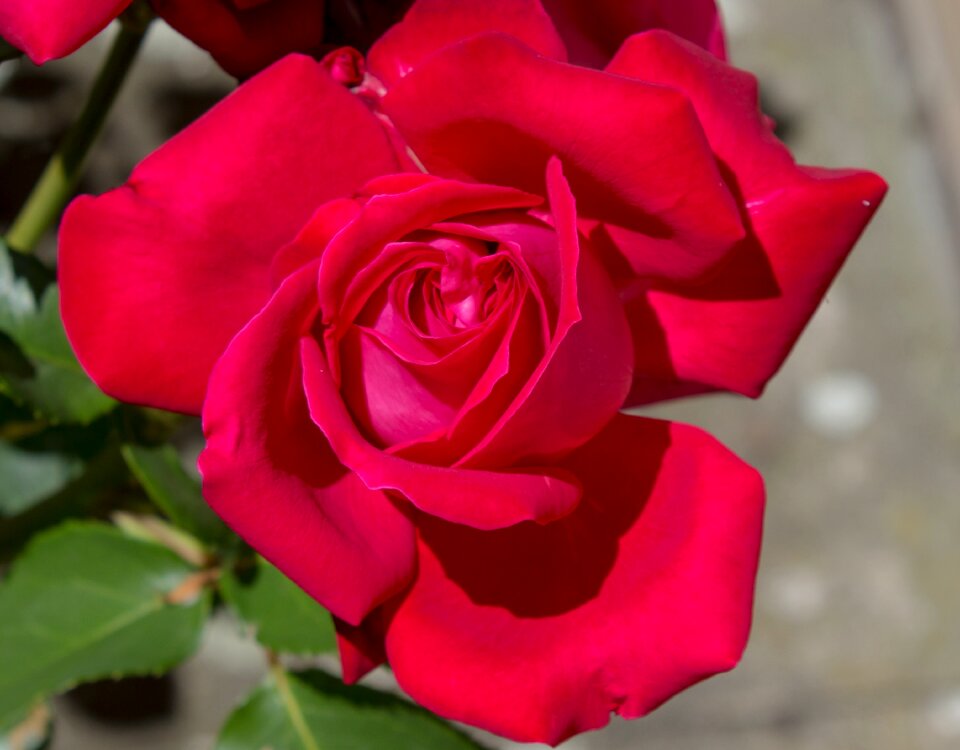 Flower red Free photos