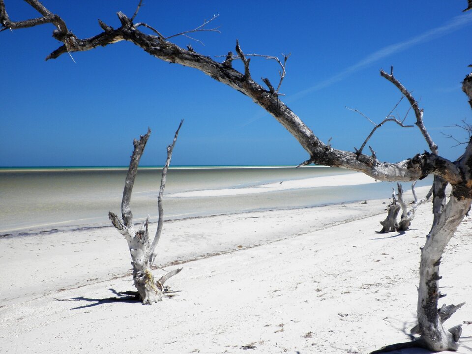 Dty log white sand desert photo