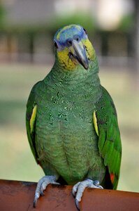 Blue bird animals